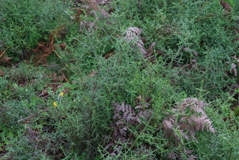 Seriphium burrowsiorum