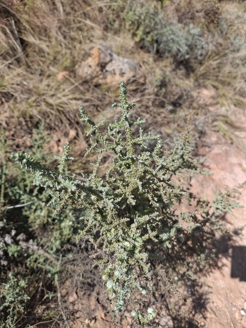 Seriphium burrowsiorum photo 2