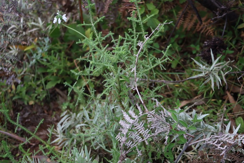 Seriphium burrowsiorum photo 3
