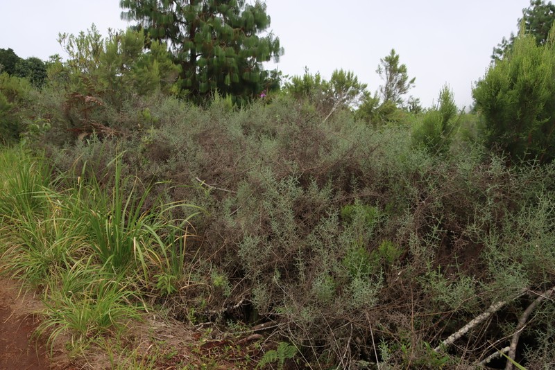 Seriphium burrowsiorum photo 4