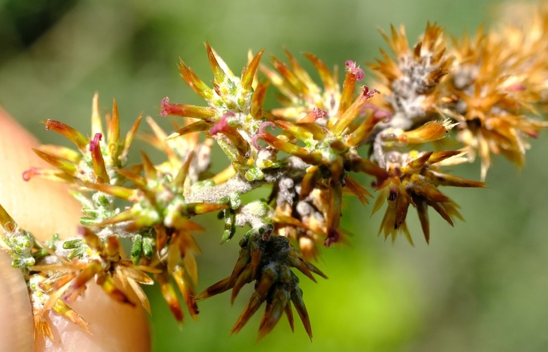 Seriphium burrowsiorum photo 6