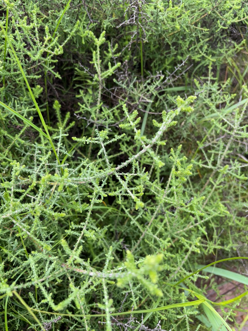 Seriphium burrowsiorum photo 7
