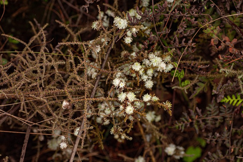 Seriphium burrowsiorum photo 8