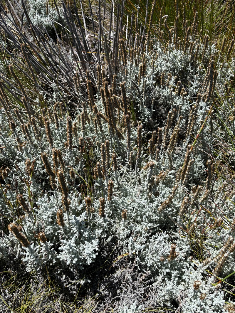 Seriphium crypticum