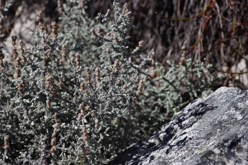 Seriphium crypticum photo 2