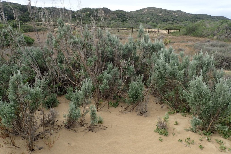 Seriphium dunensis