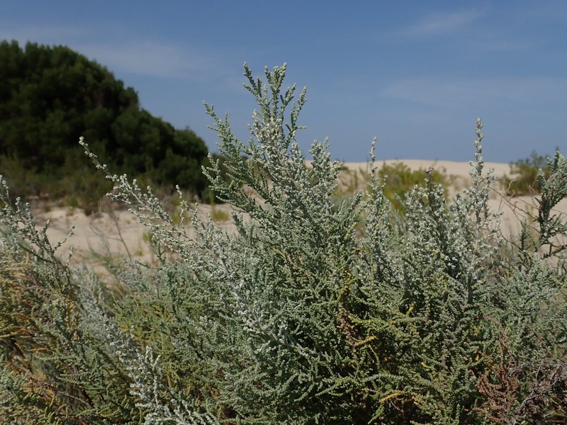 Seriphium dunensis photo 2