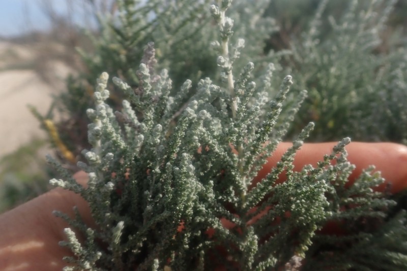 Seriphium dunensis photo 3