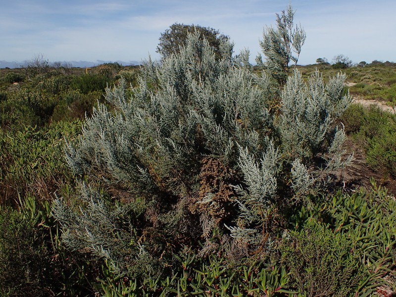 Seriphium dunensis photo 4