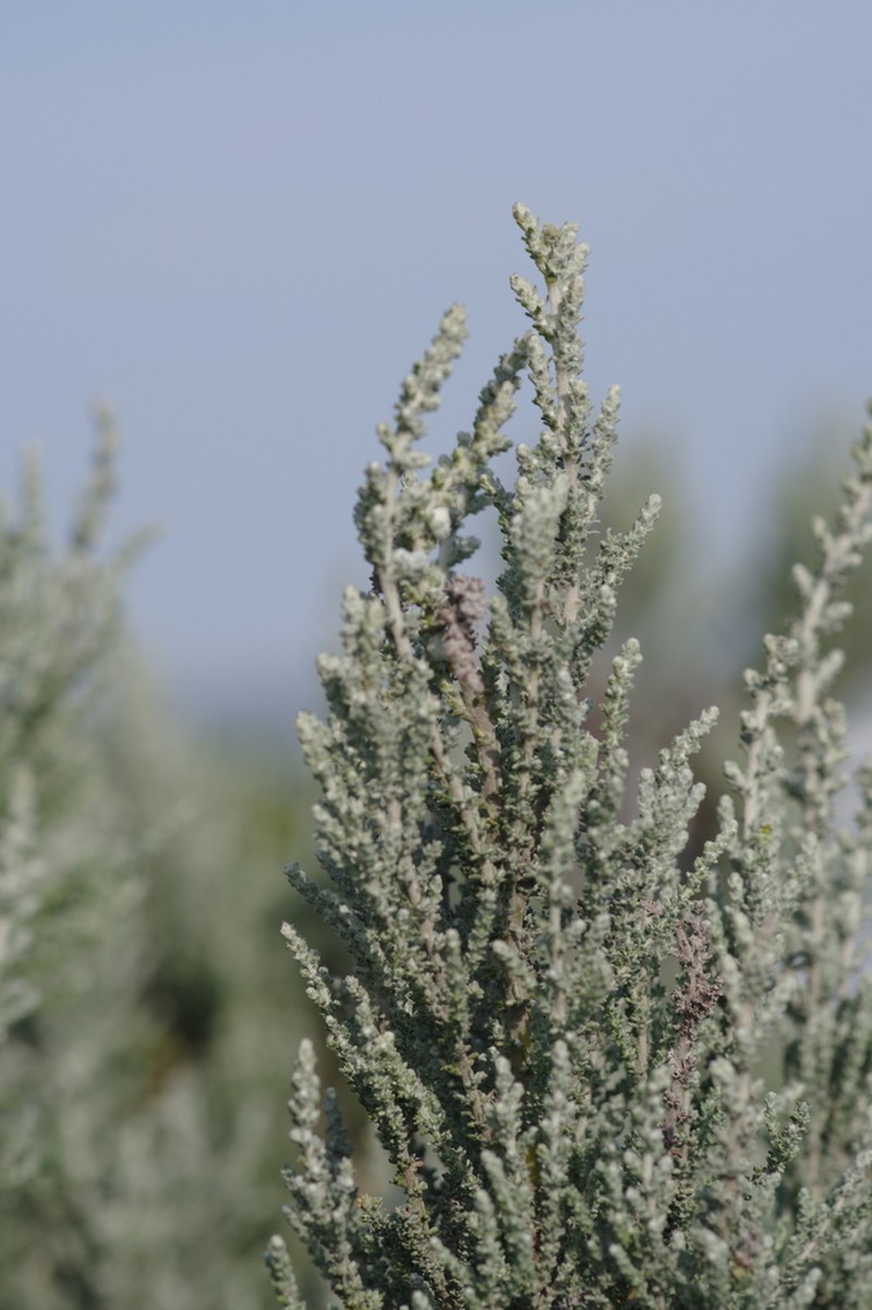 Seriphium dunensis photo 5