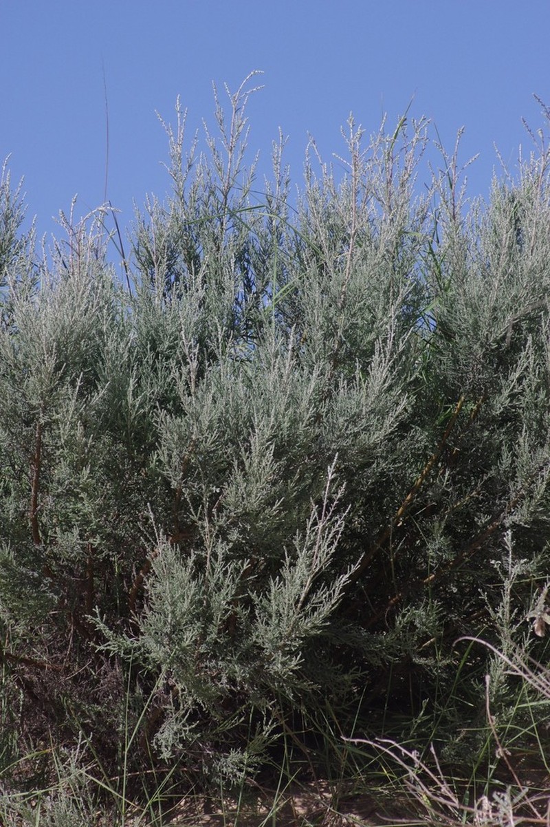 Seriphium dunensis photo 6