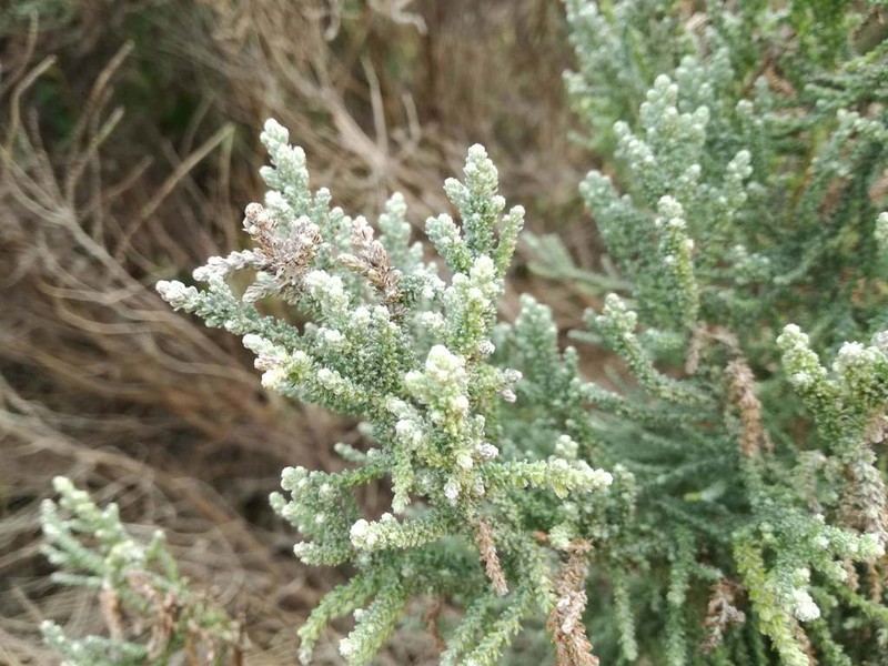 Seriphium dunensis photo 7