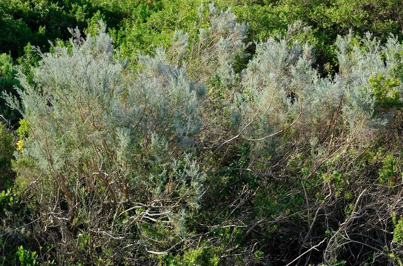 Seriphium dunensis photo 8