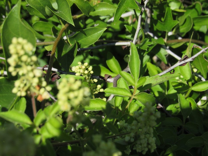 Littlefruit Slipplejack photo 6