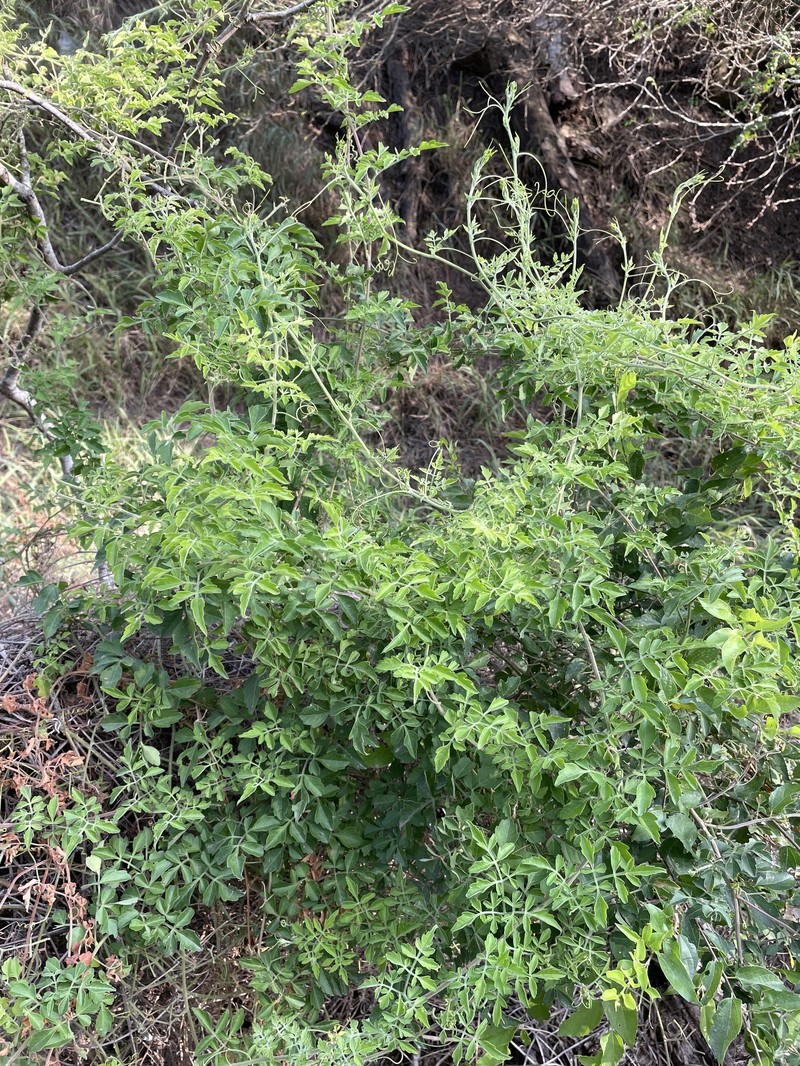 Littlefruit Slipplejack