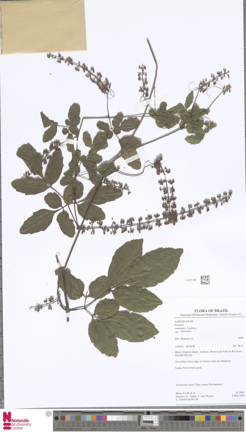 Serjania communis var. communis