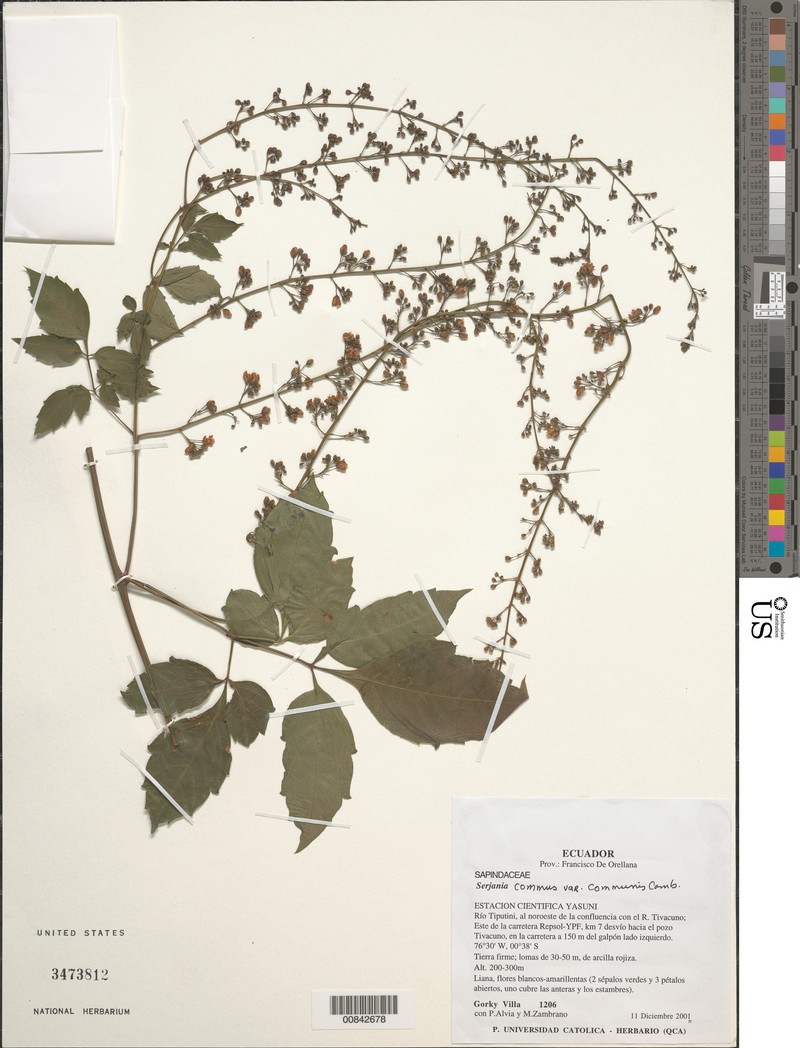 Serjania communis var. communis photo 2