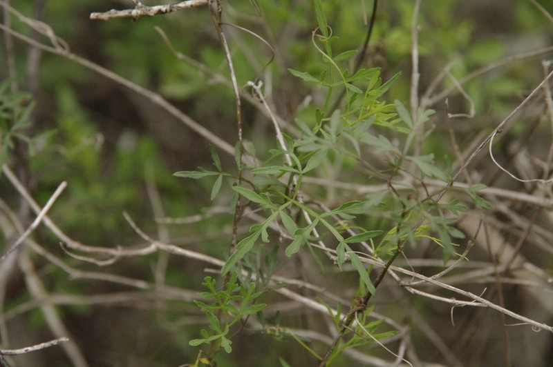 Chihuahuan Balloonvine photo 2