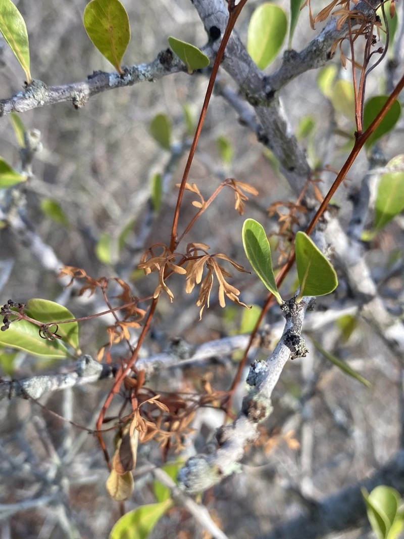 Chihuahuan Balloonvine photo 3