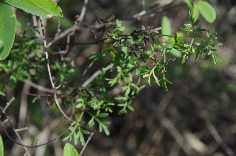 Chihuahuan Balloonvine photo 5