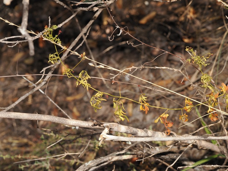 Chihuahuan Balloonvine photo 6