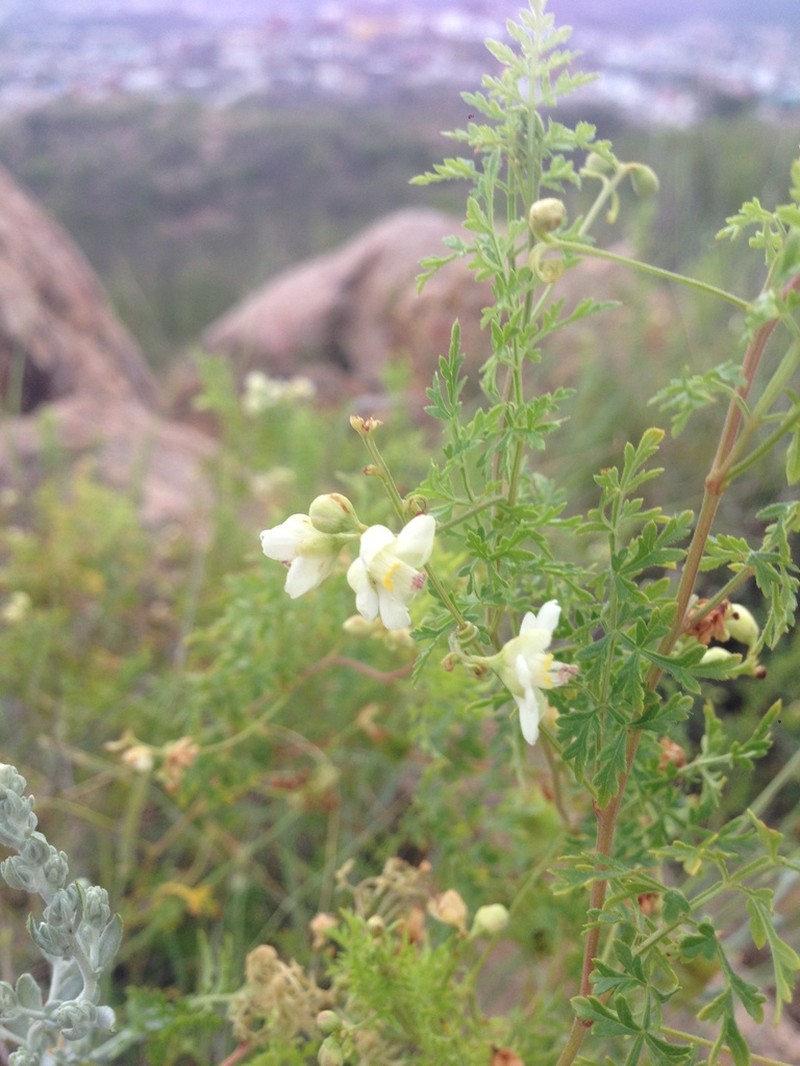 Chihuahuan Balloonvine photo 7