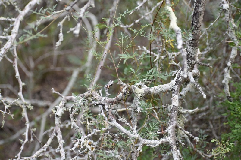 Chihuahuan Balloonvine photo 8