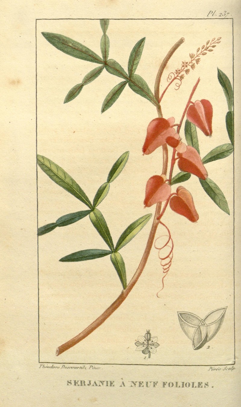 Fowlsfoot
