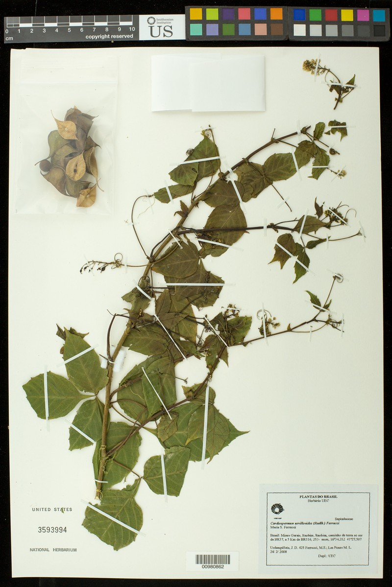 Serjania urvilleoides