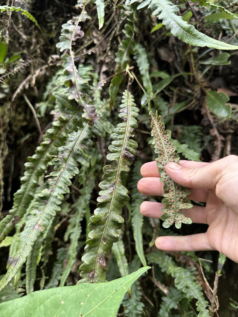 Serpocaulon × semipinnatifidum