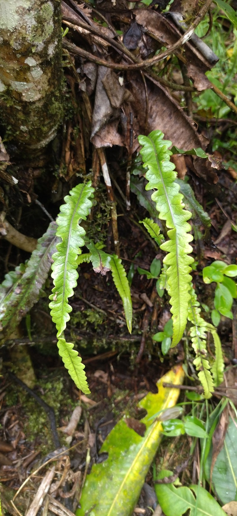 Serpocaulon × semipinnatifidum photo 2