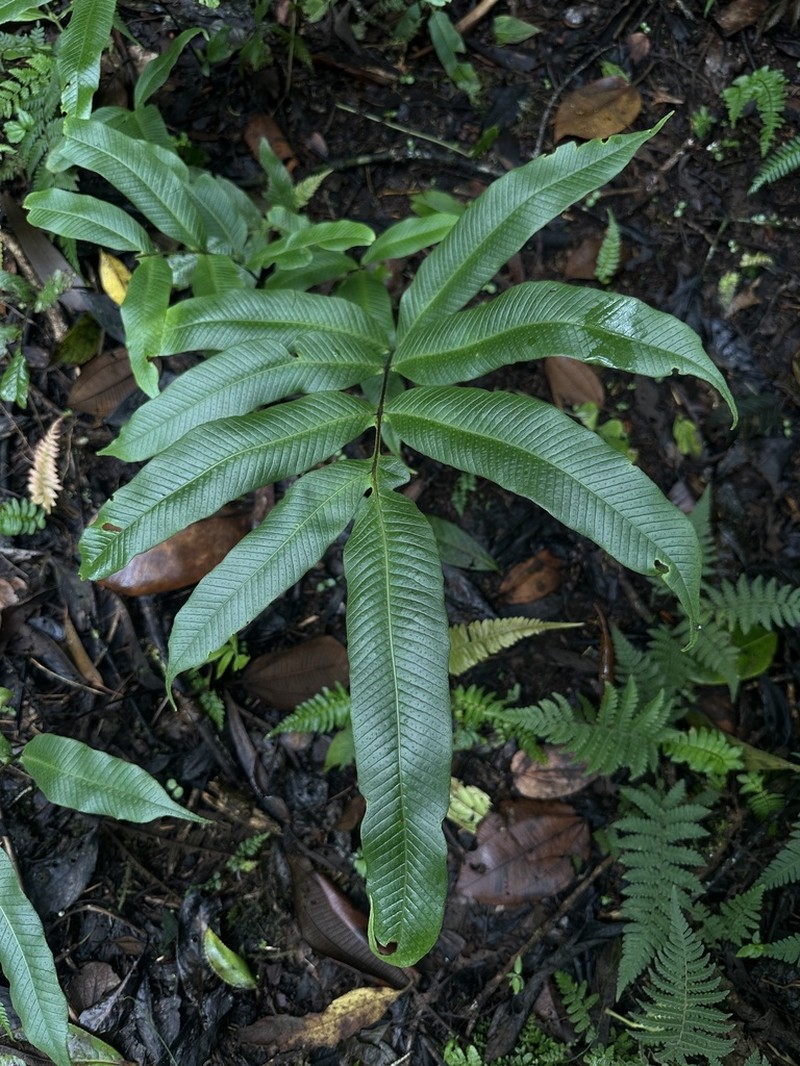 Serpocaulon adnatum