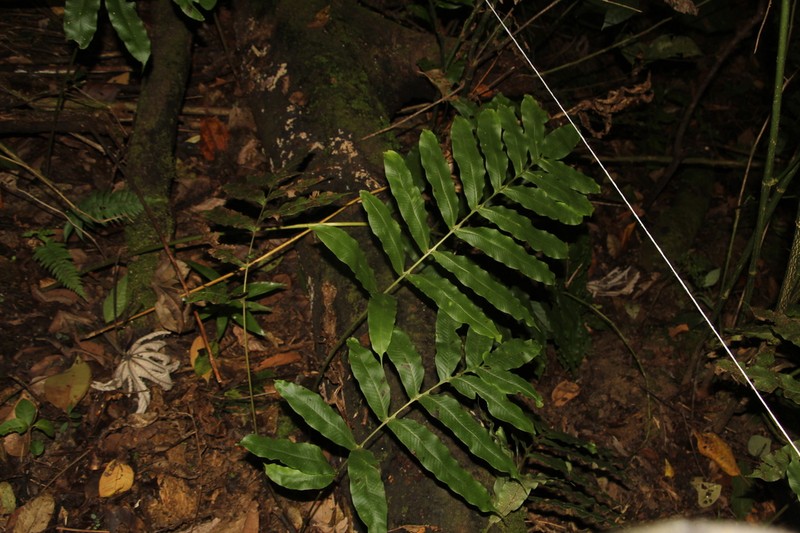 Serpocaulon adnatum photo 2