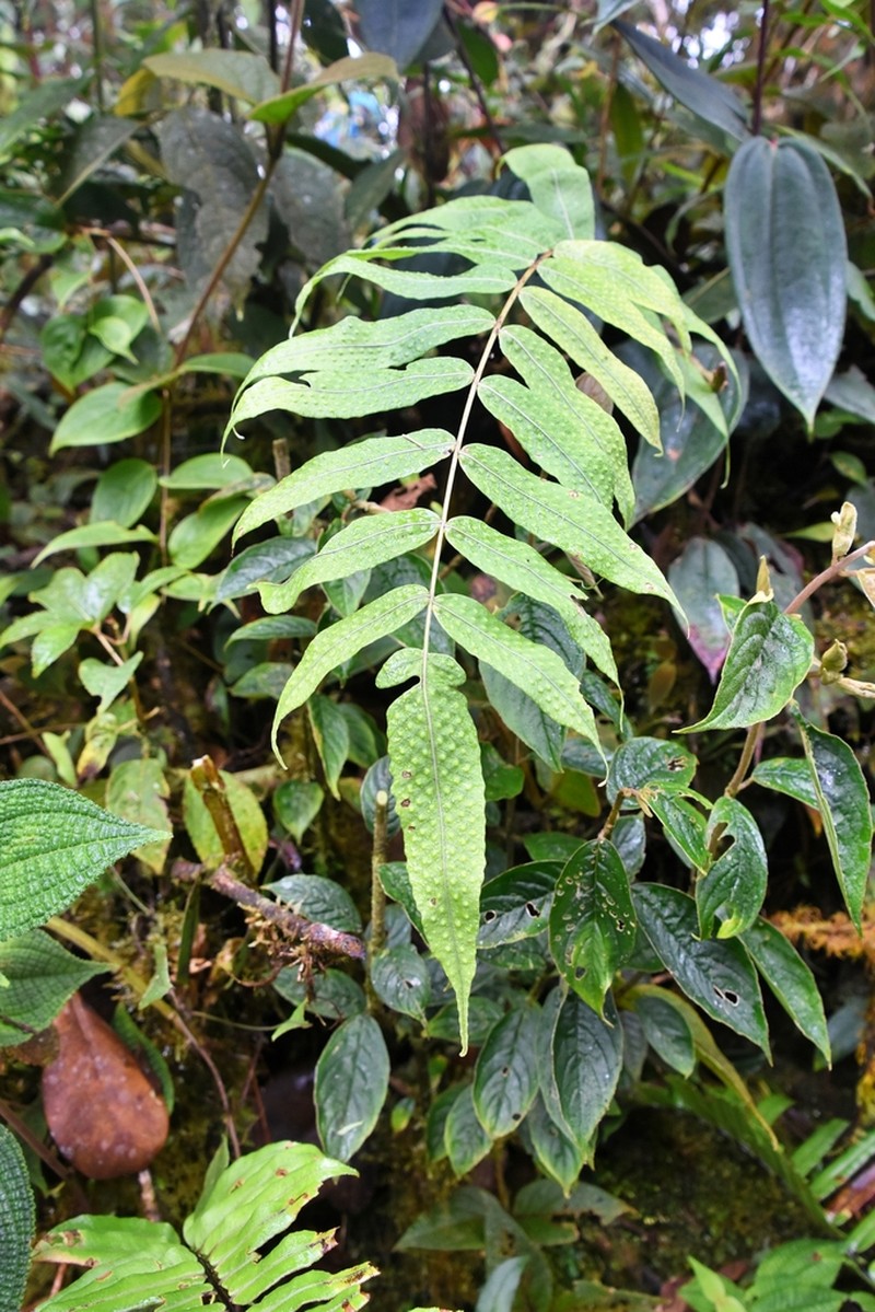 Serpocaulon adnatum photo 3