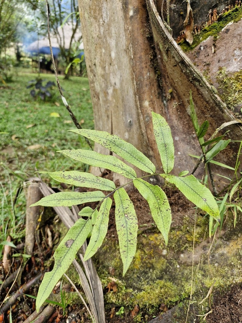 Serpocaulon adnatum photo 5
