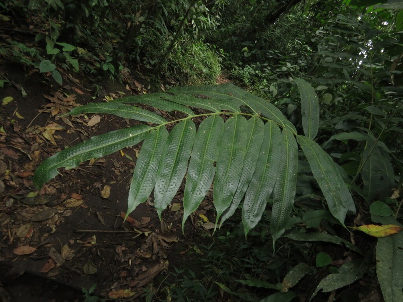 Serpocaulon adnatum photo 6