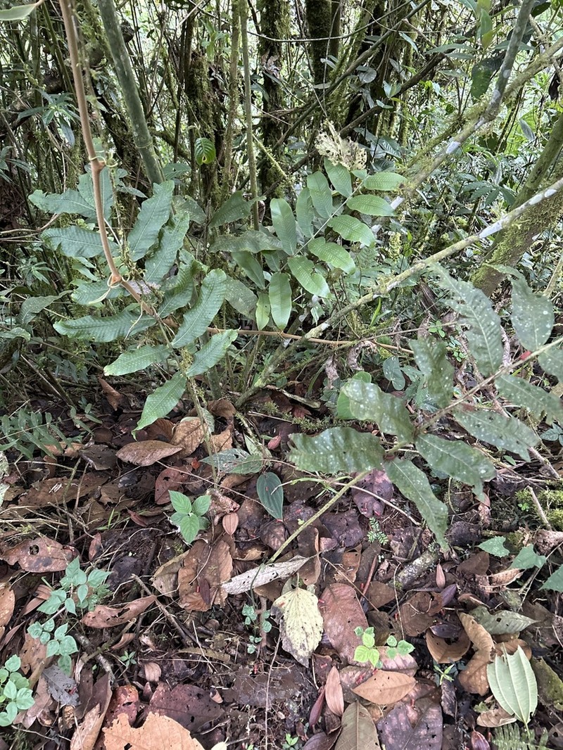 Serpocaulon adnatum photo 8