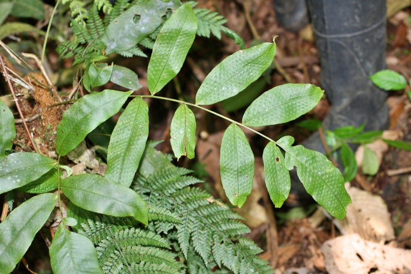 Serpocaulon antioquianum