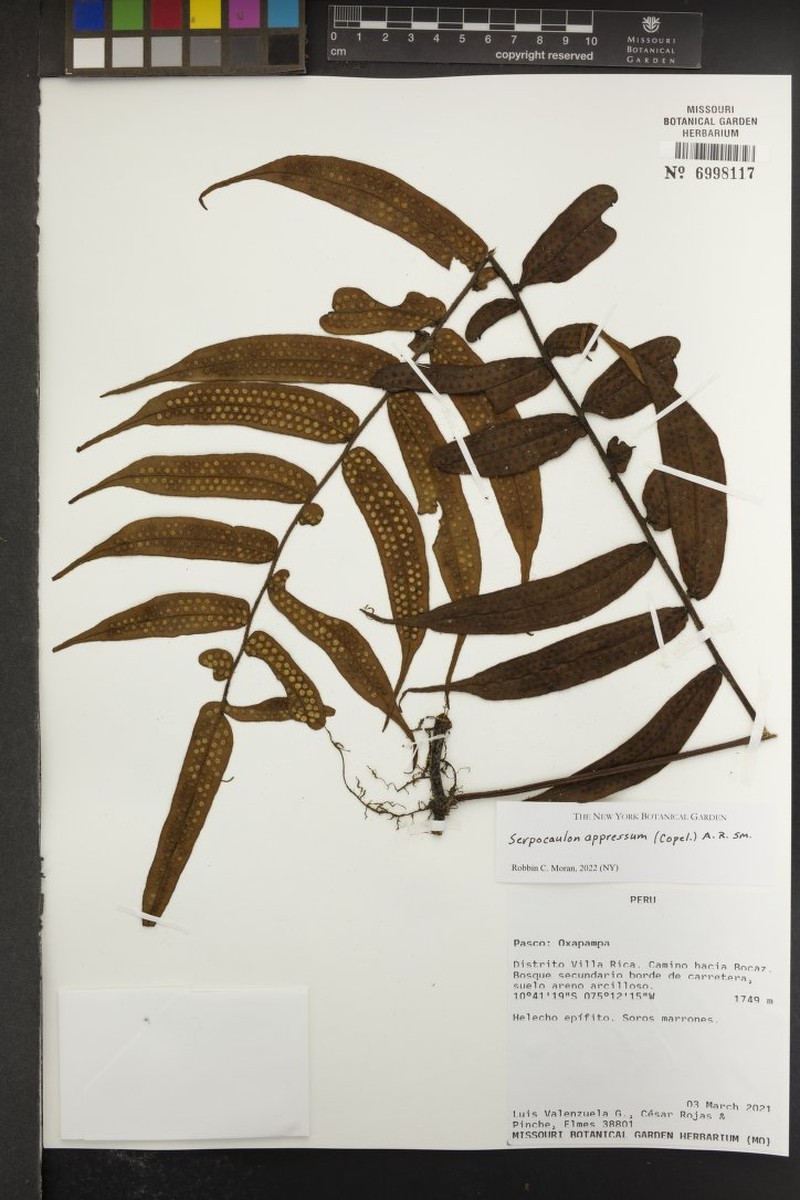 Serpocaulon appressum