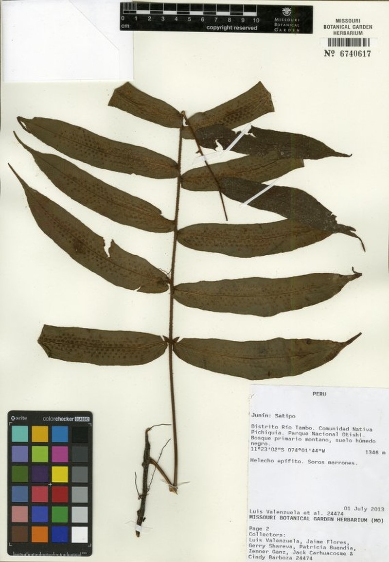 Serpocaulon appressum photo 2