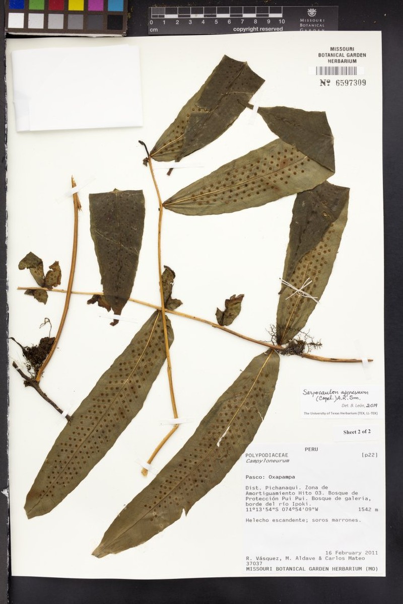 Serpocaulon appressum photo 3