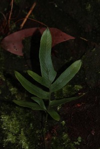 Tapered Polypody