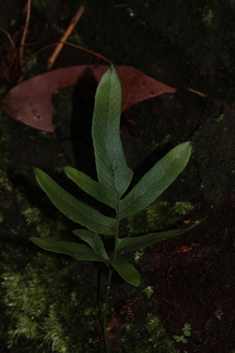 Tapered Polypody