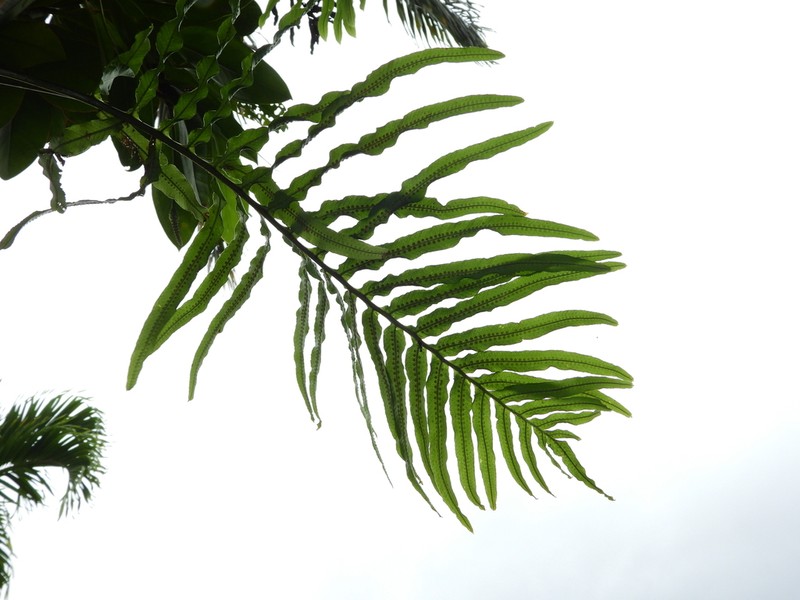Tapered Polypody photo 2