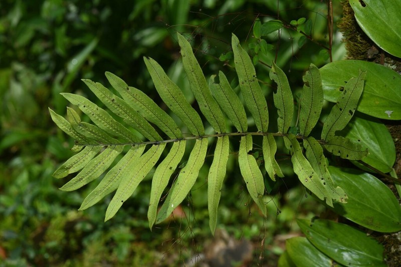 Tapered Polypody photo 3