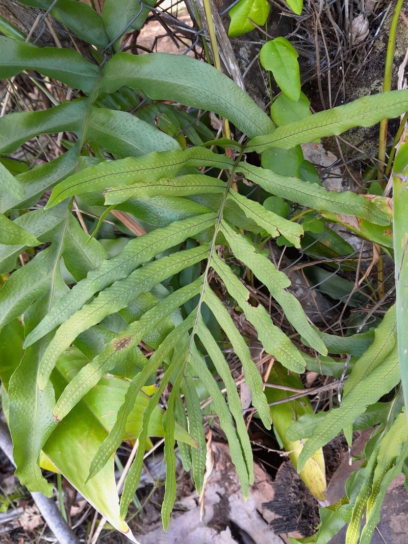 Tapered Polypody photo 4