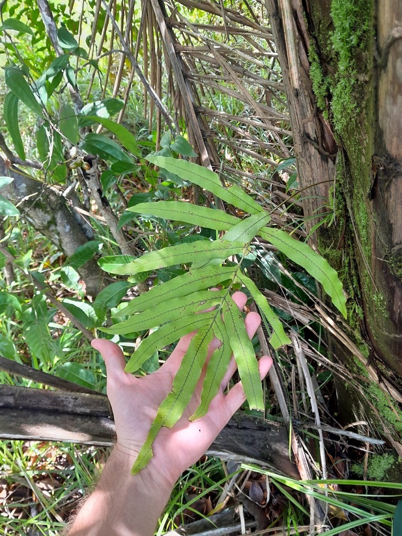 Tapered Polypody photo 5