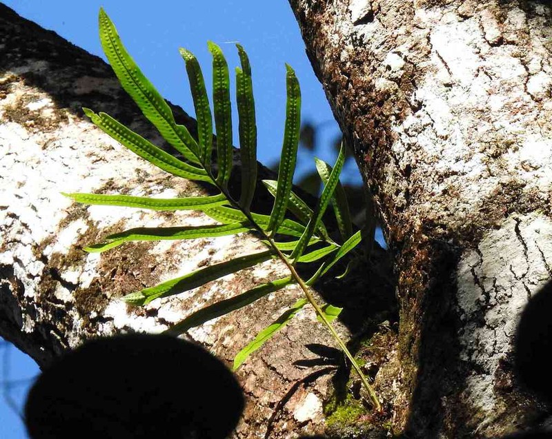 Tapered Polypody photo 6