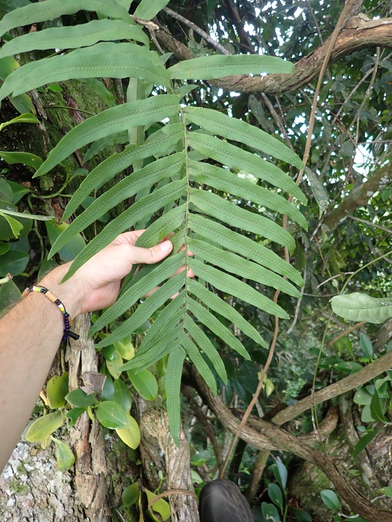 Tapered Polypody photo 7
