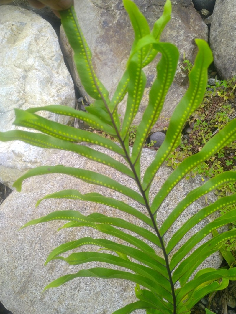 Tapered Polypody photo 8